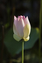 Guyana, Demerara-Mahaica Region, Georgetown, Lotus flower bud, Nelumbo nucifera, in the Botanical Gardens. The lotus flower comes originally from India and is considered sacred to the Hindus and Buddh...