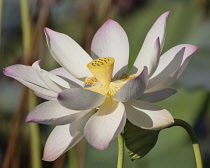 Guyana, Demerara-Mahaica Region, Georgetown, Lotus flower, Nelumbo nucifera, in the Botanical Gardens. The lotus flower comes originally from India and is considered sacred to the Hindus and Buddhists...