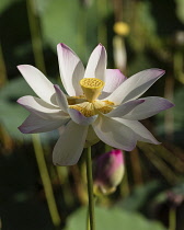 Guyana, Demerara-Mahaica Region, Georgetown, Lotus flower, Nelumbo nucifera, in the Botanical Gardens. The lotus flower comes originally from India and is considered sacred to the Hindus and Buddhists.