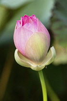 Guyana, Demerara-Mahaica Region, Georgetown, Lotus flower bud, Nelumbo nucifera, in the Botanical Gardens. The lotus flower comes originally from India and is considered sacred to the Hindus and Buddh...