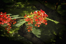 Plants, Trees, Flowers, A Flame Tree, Flamboyant, or Royal Poinciana Tree, Delonix regia, in bloom in the Dominican Republic.