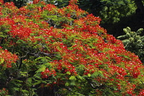 Plants, Trees, Flowers, A Flame Tree, Flamboyant, or Royal Poinciana Tree, Delonix regia, in bloom in the Dominican Republic.