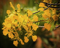 Plants, Trees, Flowers, A Flame Tree, Flamboyant, or Royal Poinciana Tree, Delonix regia var. flavida, in bloom in the Dominican Republic.  Most Flame Tree flowers are red, but the more rare var. flav...