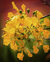 Plants, Trees, Flowers, A Flame Tree, Flamboyant, or Royal Poinciana Tree, Delonix regia var. flavida, in bloom in the Dominican Republic.  Most Flame Tree flowers are red, but the more rare var. flav...