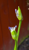 Flora, Flowers, Blue coloured Agapanthus growing outdoor in garden.