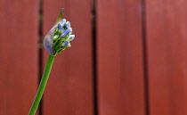 Flora, Flowers, Blue coloured Agapanthus growing outdoor in garden. Agapanthus