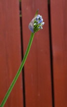 Flora, Flowers, Blue coloured Agapanthus growing outdoor in garden. Agapanthus