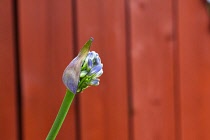 Flora, Flowers, Blue coloured Agapanthus growing outdoor in garden. Agapanthus