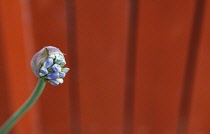 Flora, Flowers, Blue coloured Agapanthus growing outdoor in garden. Agapanthus