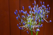 Flora, Flowers, Blue coloured Agapanthus growing outdoor in garden. Agapanthus