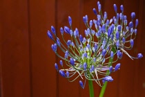 Flora, Flowers, Blue coloured Agapanthus growing outdoor in garden. Agapanthus