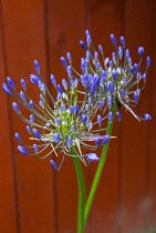 Flora, Flowers, Blue coloured Agapanthus growing outdoor in garden. Agapanthus