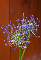 Flora, Flowers, Blue coloured Agapanthus growing outdoor in garden. Agapanthus