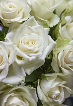 Flora, Flowers, Rose, Rosa, White Roses in vase.
