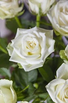 Flora, Flowers, Rose, Rosa, White Roses in vase.