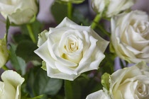 Flora, Flowers, Rose, Rosa, White Roses in vase.