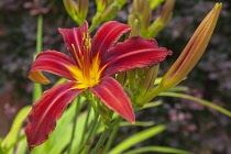 Flora, Flowers, Hermerocallis, Lily, Red coloured Day lily growing outdoor in garden.