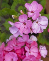 Flora, Flowers, Pink coloured Geranium growing outdoor in garden.