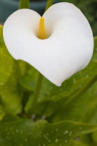 Flora, Flowers, Single whote Lily growing outdoor in garden.