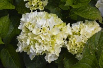 Flora, Flowers, White coloured Hydrangea growing outdoor in garden.