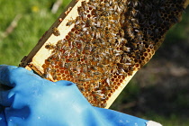England, Kent, Yalding Organic Gardens, Food, Fresh honey being harvested from bee hive.