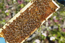 England, Kent, Yalding Organic Gardens, Food, Fresh honey being harvested from bee hive.