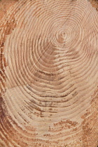 Ireland, County Sligo, Ben Bulben Forest Walk, Tree rings on a recently felled tree. Carney