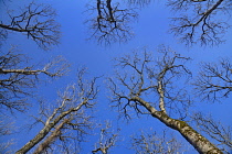 Ireland, County Sligo, Trees in wintertime near Lissadell Beach viewed from below with vibrant blue sky above. Carney