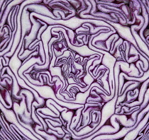 Ireland, County Sligo, Carney, Close up detail of the interior of a red cabbage.