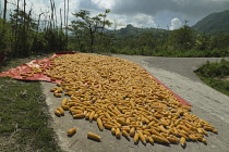 Vietnam, Lo Cai Province, close to Sa Pa, Sweet corn being dried by the sun.