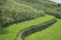 Vietnam, Lo Cai Province, close to Sa Pa, Rice paddy terrace.