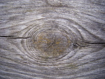 Backgrounds, Wood, Section cut through timer showing rings and growth pattern.