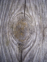 Backgrounds, Wood, Section cut through timer showing rings and growth pattern.