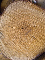 Backgrounds, Wood, Section cut through timer showing rings and growth pattern.