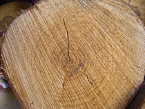 Backgrounds, Wood, Section cut through timer showing rings and growth pattern.
